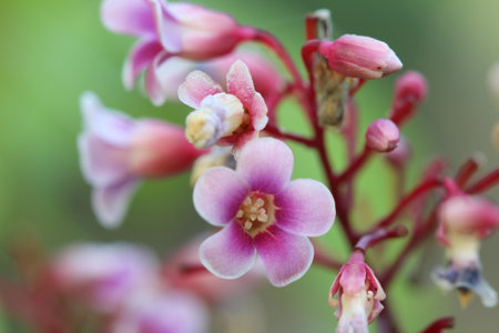 Close-up of a Starfruit Flower in Bloomの写真素材