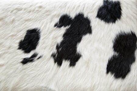 cow skin furの写真素材