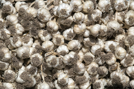 fresh white head whole bulbs garlic clovesの写真素材