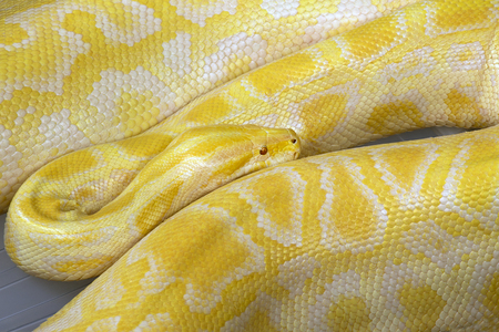 Python yellow giant snake