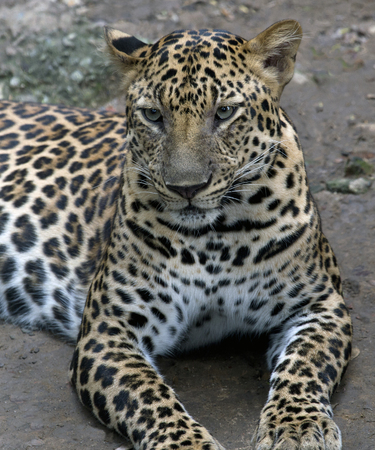 Leopard Pantherの写真素材