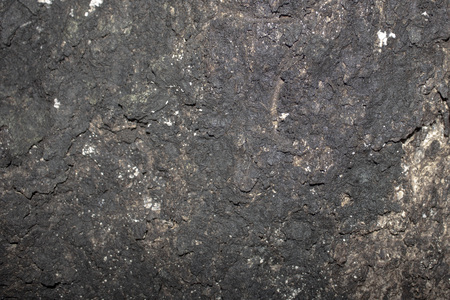 Bark surface wood textureの写真素材