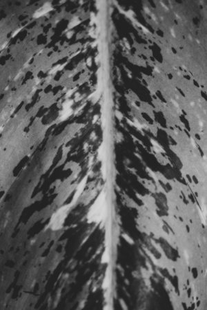 Gieffenbachia tree textureの写真素材