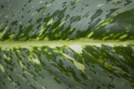 Gieffenbachia tree textureの写真素材