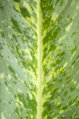 Gieffenbachia tree textureの写真素材