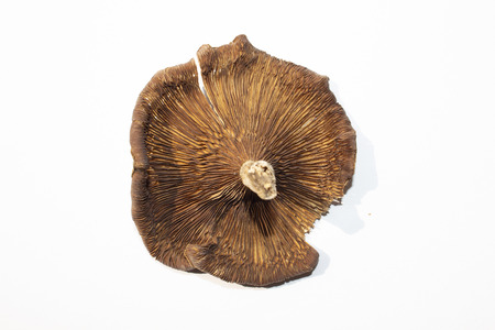 Mushrooms are on whiteの写真素材