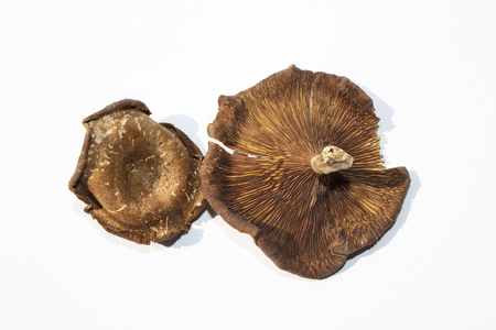 Mushrooms are on white groundの写真素材