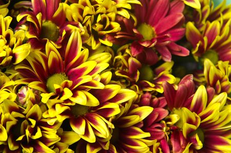 chrysanthemum flowerの写真素材