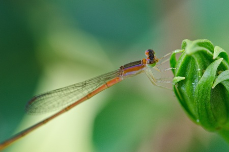 dragonfly outdoor (damselfly)