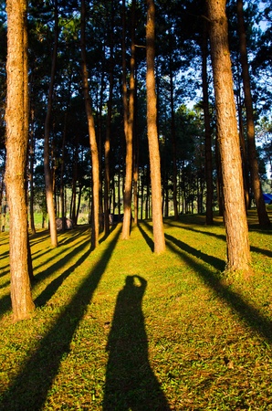 Sun rise at Pang-Oung, Pine forest in Thailand.の写真素材