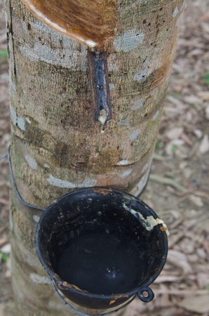 Tapping latex from a rubber tree, Thailandのeditorial素材