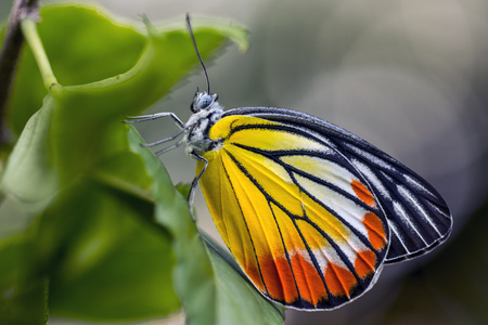 Butterfly on the leafの写真素材