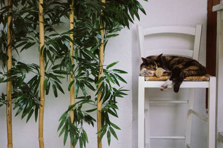 Cat sleeping on a bar stool by a bamboo plantの写真素材