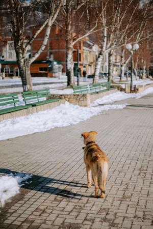 Dog with a collar walking on sidewalkの写真素材