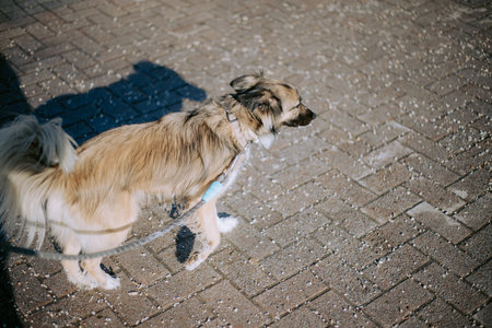 Dog tied on a leash walking on sidewalk