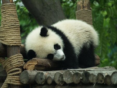 ิbearの写真素材