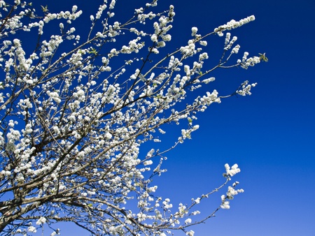 Peach flowersの写真素材