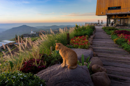 Good Morning Catの写真素材