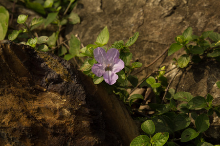 Close up  violet flowerの写真素材