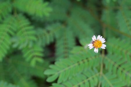 Focus flower blur blackgroundの写真素材