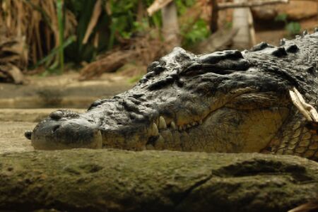 Closeup portrait of crocodileの写真素材