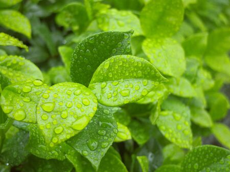 Water drop on green leaf on raining day