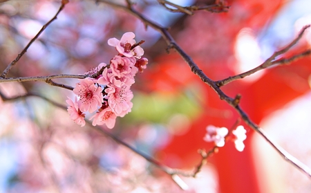 Close up cherry blossom in japanese gardenの写真素材
