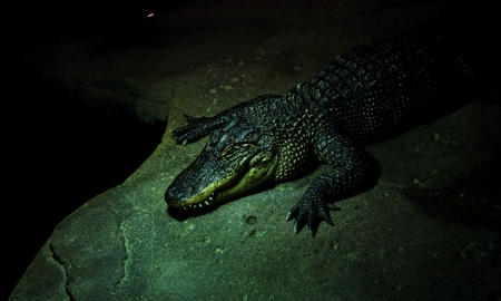 An Australia alligator lying on floor.Big crocodile lying in their nest at zoo displayの写真素材