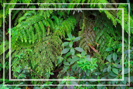 Green leaf tree background with white border. Copy space with green leaves background.の写真素材
