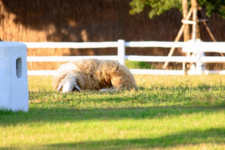 sheepの写真素材