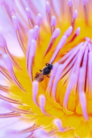 Bee  in the lotusの写真素材