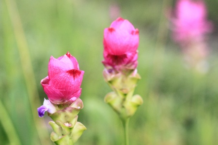 flowers field の写真素材