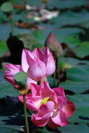 Pink lotus bloom on green leaves.の写真素材