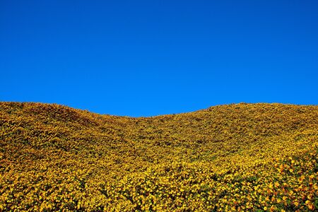 The  mexican sunflower field and sky at country Mehongson Thailand.の写真素材