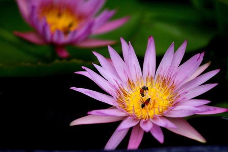 Two bee sucking nector of pink blooming  lotus.の写真素材