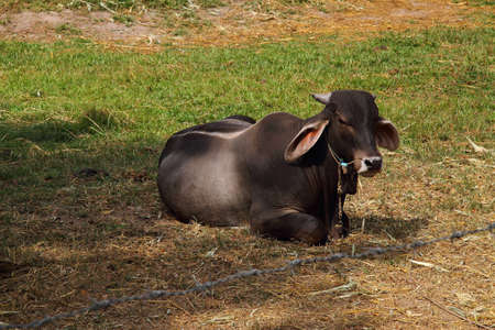 A brown cattle sleep on grassland and barb in country of Thailand の写真素材