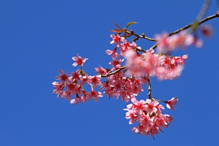 Flower pink of sakura is blooming and blue sky at Park Inthanon county Chiang Mai,Thailand  の写真素材