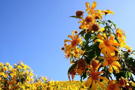 The field mexican sunflower weed valley in Maehongson, Thailand. のeditorial素材