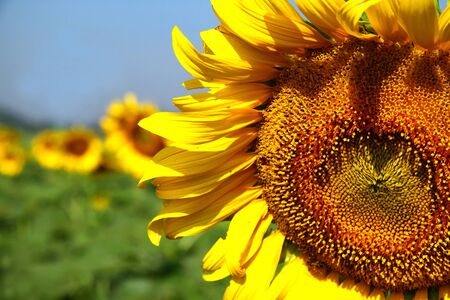 The sunflowers with yellow and green background in the field with bright blue skyの写真素材