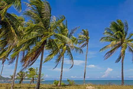 Group tree coconut and blue sky with wind on beach Klong Varn at sea of country, Thailandの写真素材
