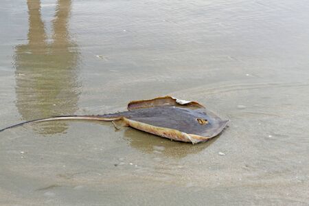Small ray dead on  beach Nava Gorn at sea of country, Thailandの写真素材