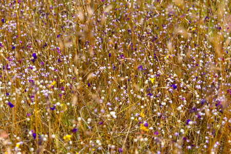 Eriocaulon smitinandii and Utricularia delphinoides flower  ETIOCAULACEAE and  LENTIBULARIACEAE     ...