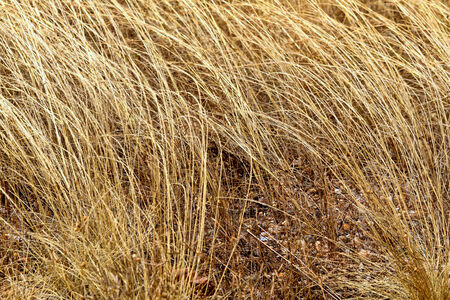 Dry and dead small grass  in the Mukdahan Nation Park, Thailand の写真素材