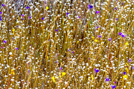Dry Eriocaulon smitinandii flower  ERIOCAULACEAE  It bloom in the Mukdahan Nation Park, Thailand の写真素材