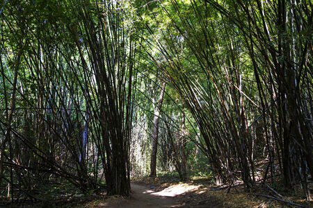 Pathway to Hui Mae Kamin Waterfall in bamboo forest, Kanchanaburi, Thailand の写真素材