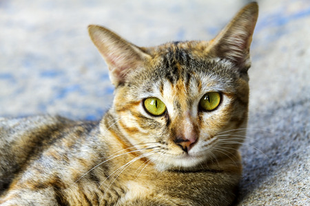 Thai  cat pretty sitting and look portrait background