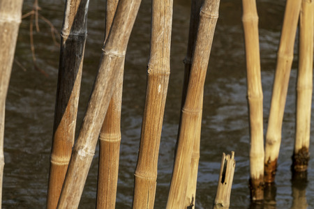 Old dry bamboo in water at Bang Pu Seaside of Thailandの写真素材