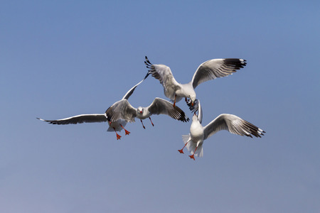 The seagull show action on sky at Bang Pu Seaside beach of, Thailland