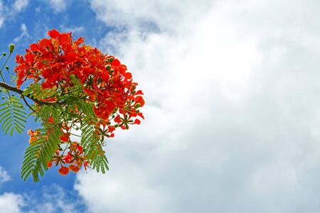 Green and red Peacock flower or Caesalpinia pulcherrima with blue sky at provine Thailand