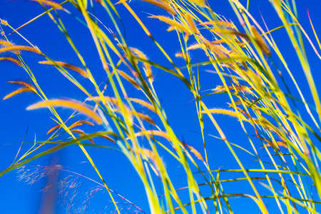 Pennisetum flower blown and blur sky in field at Mukdahan Nation Park, Thailand.の写真素材